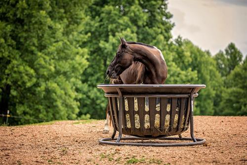 Equine Products