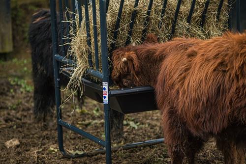 HAY & GRAIN